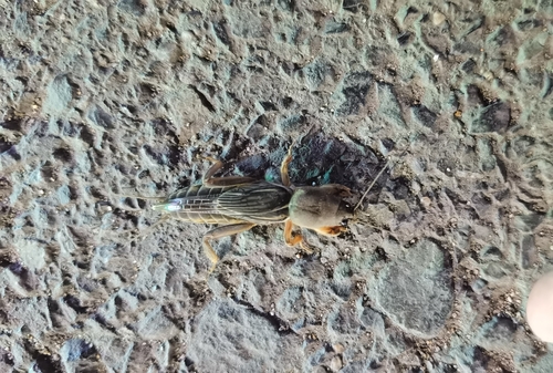 Oriental Mole Cricket