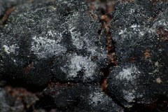 Trichothecium roseum