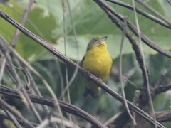 Euphonia affinis