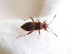 Rhopalus parumpunctatus