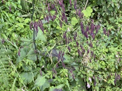 Notoseris melanantha