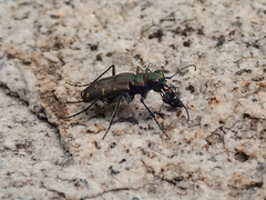 Cicindela oregona oregona