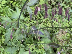 Notoseris melanantha