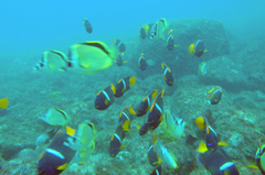 Holacanthus passer