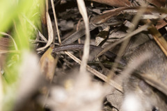 Melomys burtoni