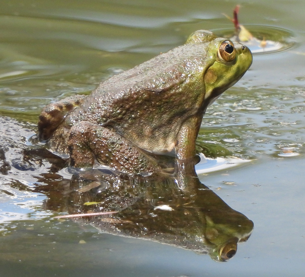 American Bullfrog from Silver Spring, MD, USA on August 19, 2022 at 01: ...