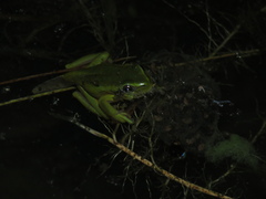 Dendropsophus molitor