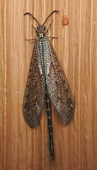 Brachynemurus nebulosus