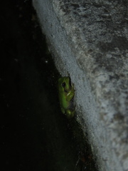 Dendropsophus molitor