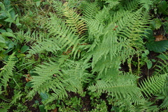 Oreopteris limbosperma