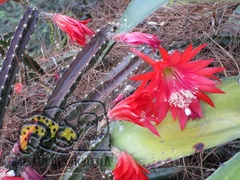 Disocactus speciosus speciosus