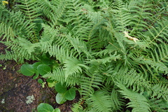 Oreopteris limbosperma