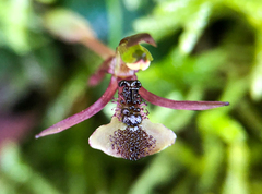Chiloglottis formicifera