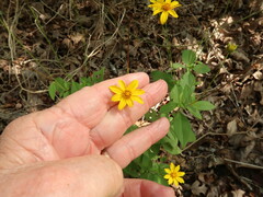 Coreopsis pubescens