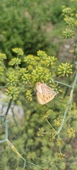Lycaena li