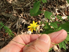 Coreopsis pubescens