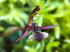 Chiloglottis formicifera