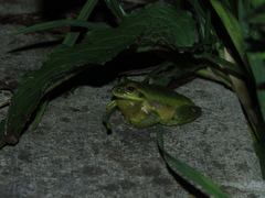 Dendropsophus molitor