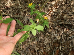 Coreopsis pubescens