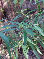 Olearia viscidula