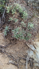 Tylecodon reticulatus