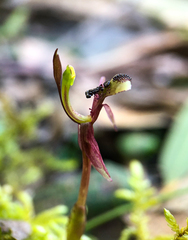 Chiloglottis formicifera