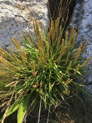 Plantago maritima juncoides