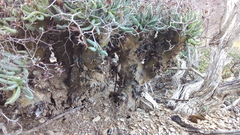 Tylecodon reticulatus