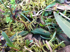 Chiloglottis formicifera