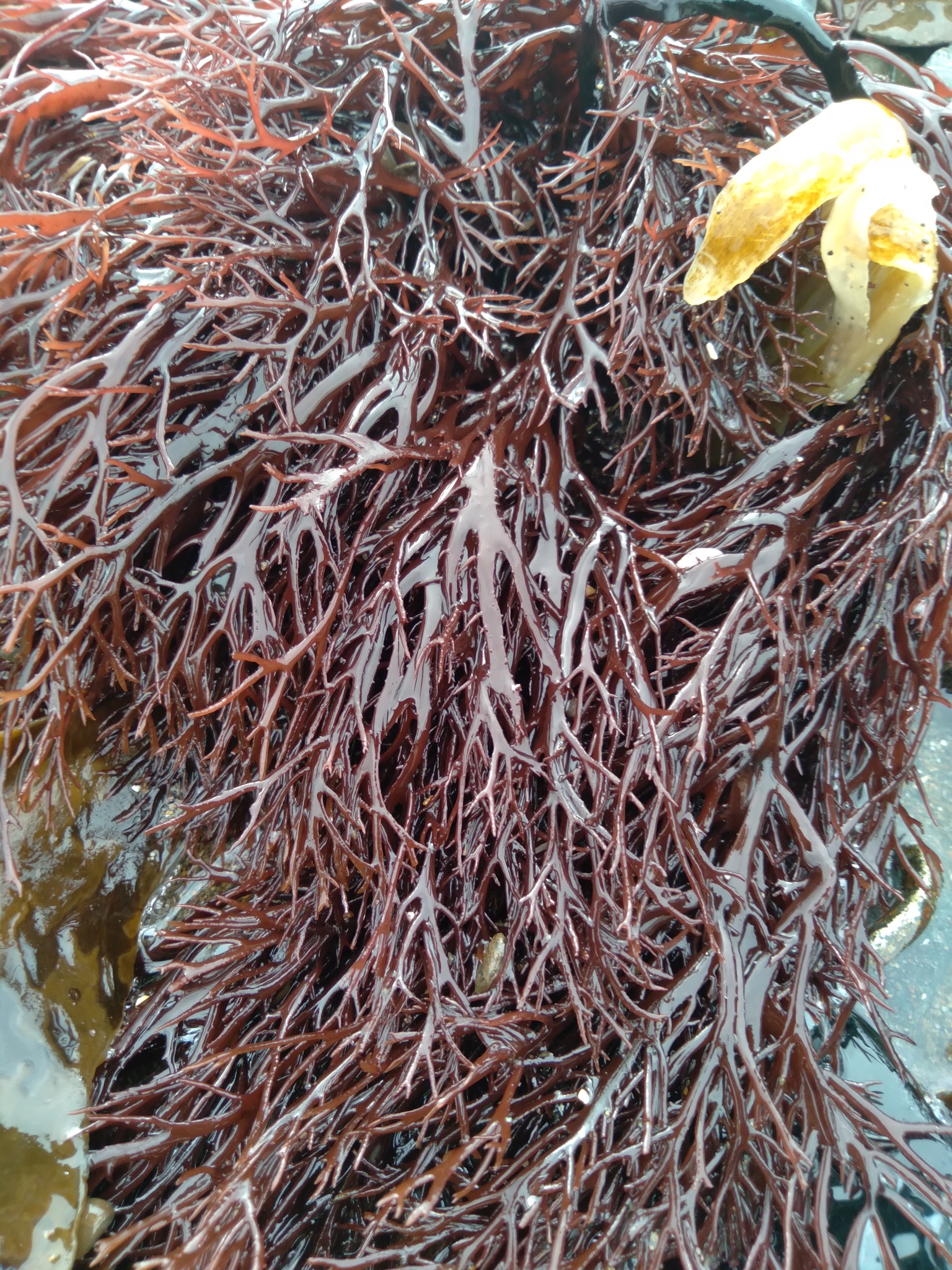 Tichocarpaceae