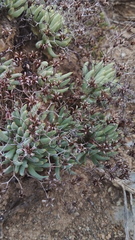Tylecodon reticulatus