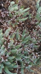 Tylecodon reticulatus