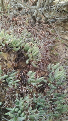 Tylecodon reticulatus