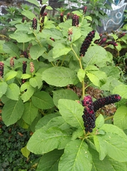 Phytolacca acinosa