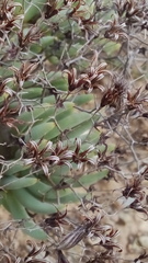 Tylecodon reticulatus