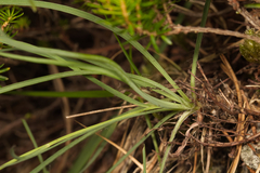 Hieracium porrifolium