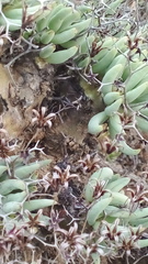 Tylecodon reticulatus