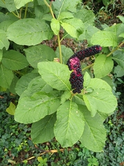 Phytolacca acinosa