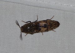 Pherhimius fascicularis