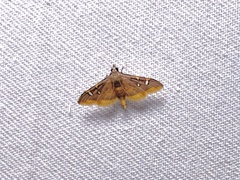 Prophantis