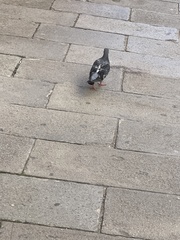 Columba livia domestica