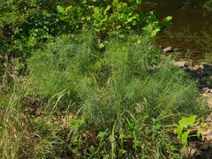 Amsonia hubrichtii