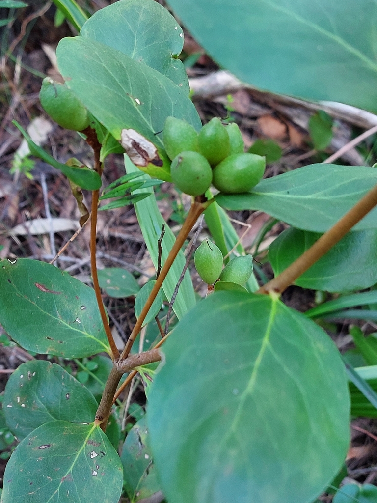 Laurel Geebung