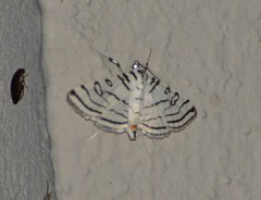 Conchylodes concinnalis