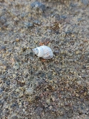 Cenchritis muricatus
