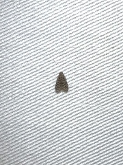 Lepidoptera