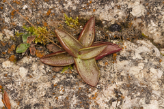 Pinguicula alpina