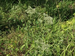 Eupatorium sullivaniae