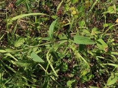 Eupatorium sullivaniae