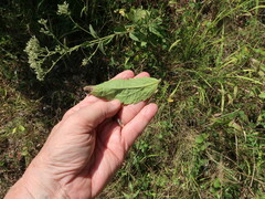 Eupatorium sullivaniae